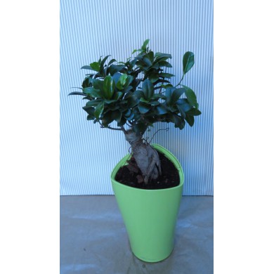 BONSAI FICUS GINSENG IN VASO LECHUZA - CONSEGNA COMPRESA SU ROMA* BONSAI FICUS GINSENG IN VASO LECHUZA - CONSEGNA COMPRESA SU ROMA*