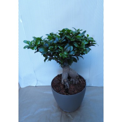 BONSAI FICUS GINSENG IN VASO LECHUZA - CONSEGNA COMPRESA SU ROMA* BONSAI FICUS GINSENG IN VASO LECHUZA - CONSEGNA COMPRESA SU ROMA*