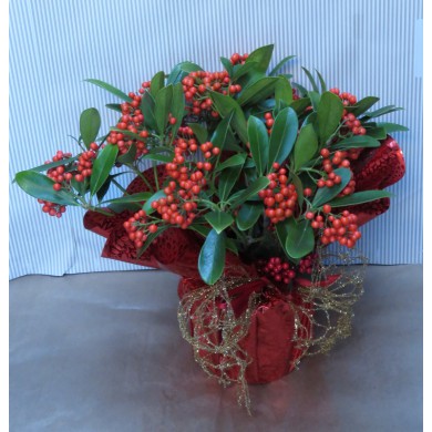 SKIMMIA JAPONICA IN CONFEZIONE REGALO - CONSEGNA SU ROMA COMPRESA NEL PREZZO!* SKIMMIA JAPONICA IN CONFEZIONE REGALO - CONSEGNA SU ROMA COMPRESA NEL PREZZO!*
