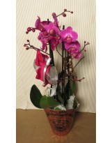 COMPOSIZIONE CON DUE ORCHIDEE A DUE RAMI IN CONFEZIONE REGALO