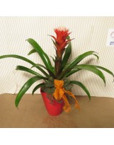 GUZMANIA IN VASO CERAMICA