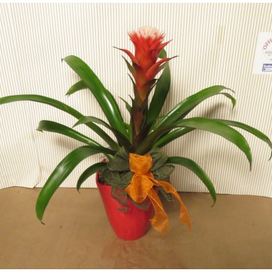 GUZMANIA IN VASO CERAMICA - CONSEGNA SU ROMA COMPRESA NEL PREZZO!*