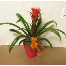 GUZMANIA IN VASO CERAMICA - CONSEGNA SU ROMA COMPRESA NEL PREZZO!*