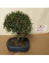 COTONEASTER BONSAI