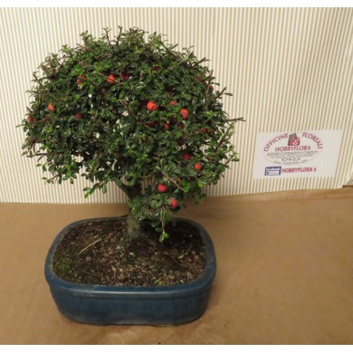 COTONEASTER BONSAI - CONSEGNA SU ROMA COMPRESA NEL PREZZO!*