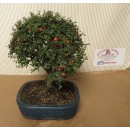 COTONEASTER BONSAI - CONSEGNA SU ROMA COMPRESA NEL PREZZO!*