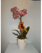 PHALAENOPSIS IN VASO CERAMICA