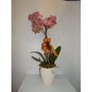 PHALAENOPSIS IN VASO CERAMICA