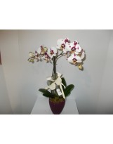 PHALAENOPSIS IN VASO CERAMICA