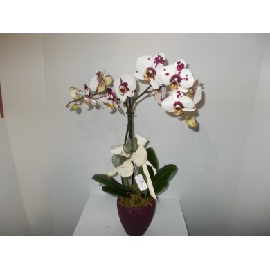 PHALAENOPSIS IN VASO CERAMICA