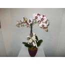 PHALAENOPSIS IN VASO CERAMICA