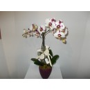 PHALAENOPSIS IN VASO CERAMICA