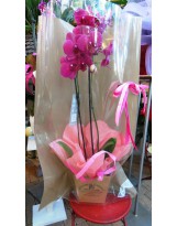 PHALAENOPSIS CONFEZIONE REGALO