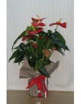 ANTHURIUM CONFEZIONE REGALO