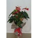 ANTHURIUM CONFEZIONE REGALO