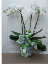 PHALAENOPSIS SUPER EXTRA