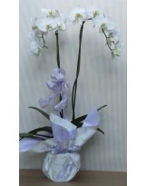 PHALEANOPSIS CONFEZIONE REGALO