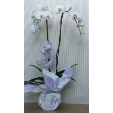 PHALEANOPSIS CONFEZIONE REGALO