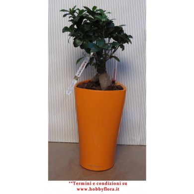 BONSAI FICUS GINSENG IN VASO LECHUZA DELTA 15 BONSAI FICUS GINSENG IN VASO LECHUZA DELTA 15