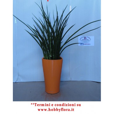 SANSEVERIA CILINDRICA IN VASO LECHUZA SANSEVERIA CILINDRICA IN VASO LECHUZA