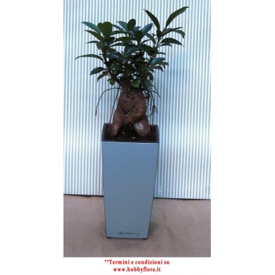 BONSAI FICUS GINSENG IN VASO LECHUZA BONSAI FICUS GINSENG IN VASO LECHUZA