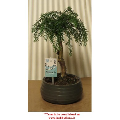 ARAUCARIA BONSAI ARAUCARIA BONSAI