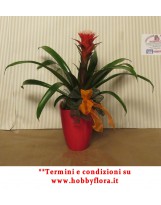 GUZMANIA IN VASO CERAMICA