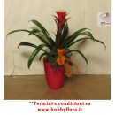 GUZMANIA IN VASO CERAMICA