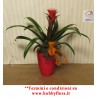 GUZMANIA IN VASO CERAMICA