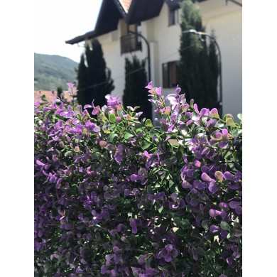 SIEPE ARTIFICIALE - DIVY 3D PANEL BUXUS LILAC SIEPE ARTIFICIALE - DIVY 3D PANEL BUXUS LILAC