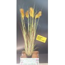 Pennisetum Artificiale ht 160 cm