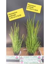 Pennisetum Artificiale ht 110 cm