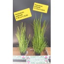 Pennisetum Artificiale ht 110 cm