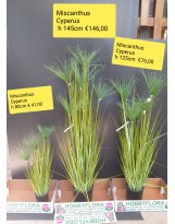 Miscanthus Cyperus Artificiale ht 145 cm