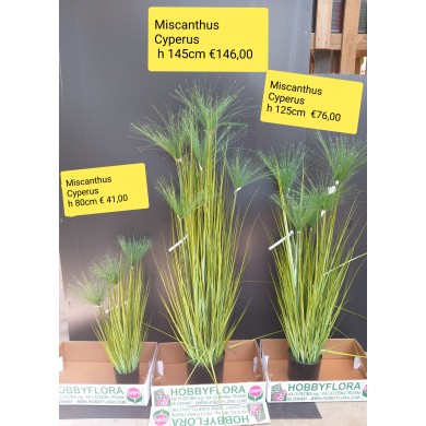 Miscanthus Cyperus Artificiale ht 145 cm