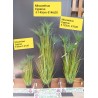 Miscanthus Cyperus Artificiale ht 145 cm