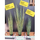 Equisetum Artificiale ht 170 cm