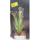 Pennisetum Artificiale ht 140 cm