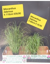 Miscanthus Zebrinus ht 110 cm