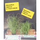 Miscanthus Zebrinus ht 110 cm