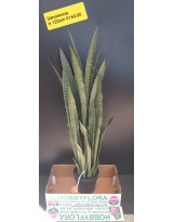 Sansevieria ht 120 cm