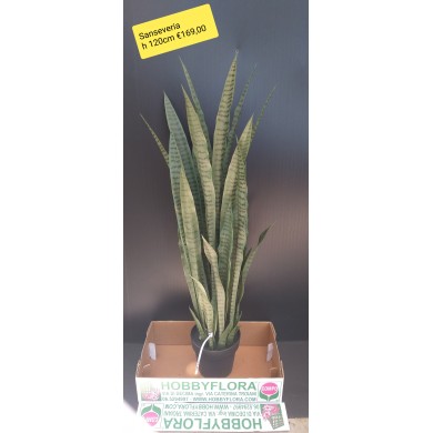 Sansevieria ht 120 cm