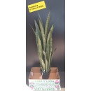 Sansevieria ht 120 cm