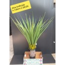 Aloe artificiale ht 130 cm