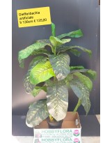 Dieffenbachia artificiale ht 130 cm