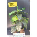 Dieffenbachia artificiale ht 130 cm