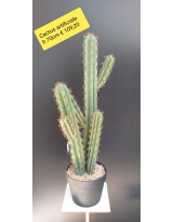 Cactus artificiale - altezza 70 cm
