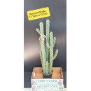 Cactus artificiale - altezza 110 cm