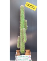 Cactus artificiale - altezza 165 cm