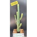 Cactus artificiale - altezza 145 cm